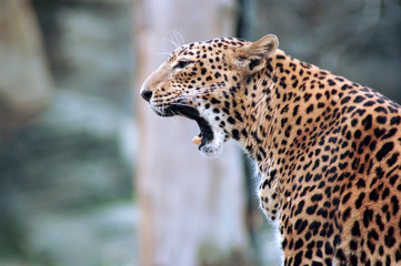 Portrait of a yawning  leopard (Panthera pardus); panther.