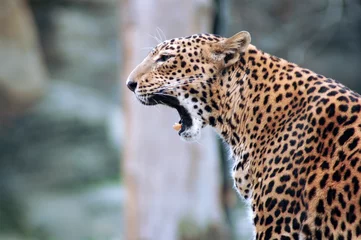 Fotobehang Panter Portrait of a yawning  leopard (Panthera pardus)  panther.