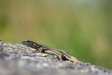 lizard in the natura