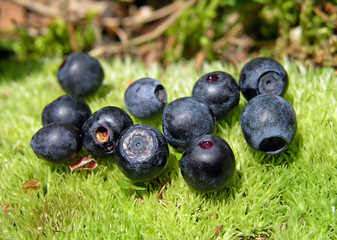Blueberry on the green moss