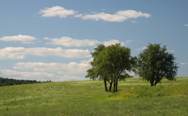 Wiesen in Franken