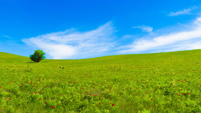 panorama of green fields