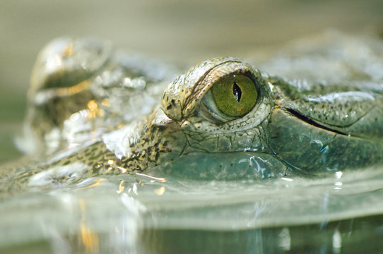 Detail of gavials eye