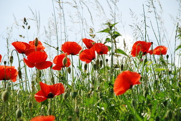 Obraz premium rote Mohnpflanzen