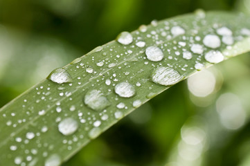 gouttes de pluie