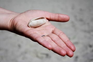 Muschel aus der Nordsee