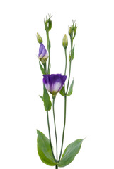Beautiful violet flower