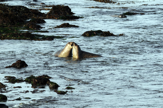 two Elephant Seals