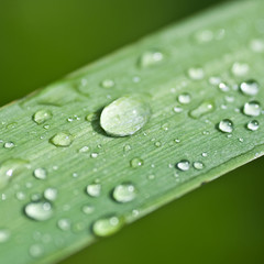 gouttes de pluie