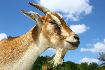 Ziege