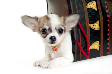 cute chihuahua puppy in the gift package isolated