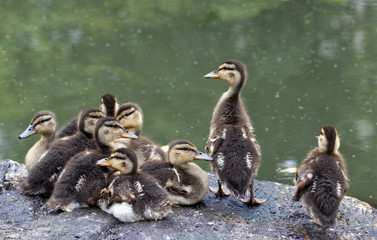 Baby mallard duck on rock
