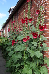Knallrote Stockrosen