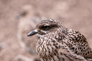 Kaptriel