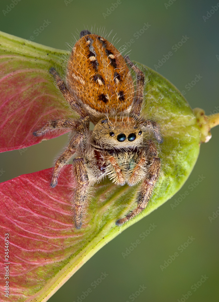 Sticker Jumping spider on seed pod