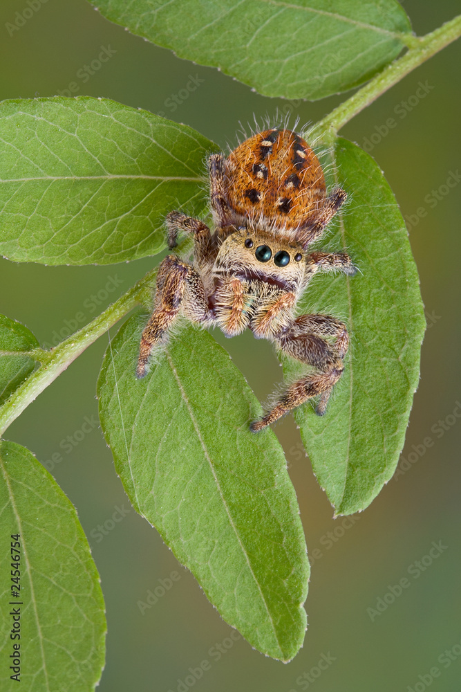 Canvas Prints Jumping spider on leaves