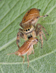 Jumping spider killing cricket