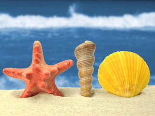 Fototapeta na wymiar Sea shells background