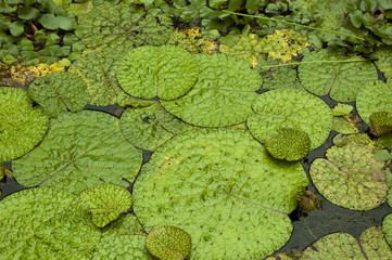 Bright green lily pads in a pond, usually inhabited by frogs