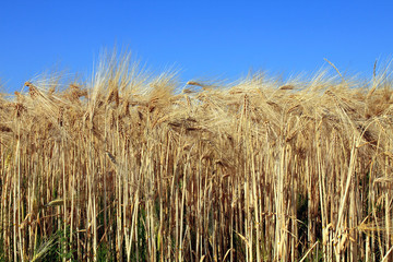 Fototapeta na wymiar barley and blue sky