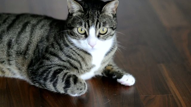 Neugierige Katze