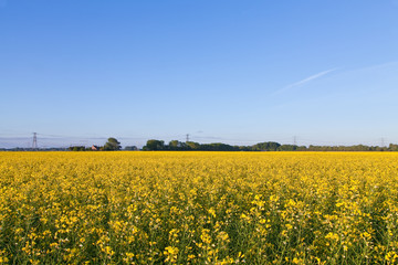 Field with yellow rapeseed flowers