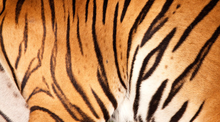 Fototapeta na wymiar Detal futro tygrysa