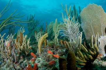 Naklejka na ściany i meble Miękki obraz Skład Coral podjęte Broward County Florida