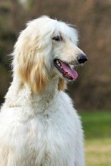 Dog Afghan Hound