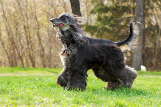 Dog Afghan Hound runs