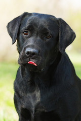 Fototapeta na wymiar black Labrador dog licks lips