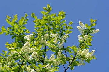 flowering bird cherry tree