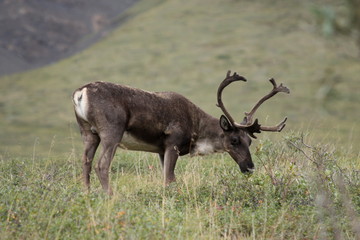 Bull Caribou