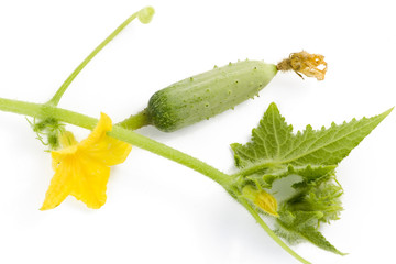Gherkin on a cucumber branch