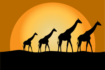 Fototapeta na wymiar Giraffes in savana