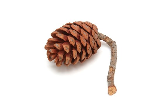 Mediterranean pine tree cone isolated