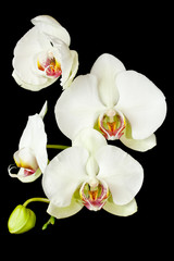 Fototapeta na wymiar White Phalaenopsis