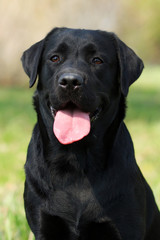 Fototapeta na wymiar happy dog Labrador Retriever