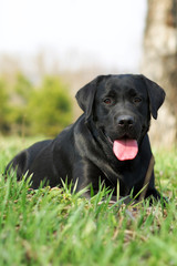 happy dog Labrador Retriever