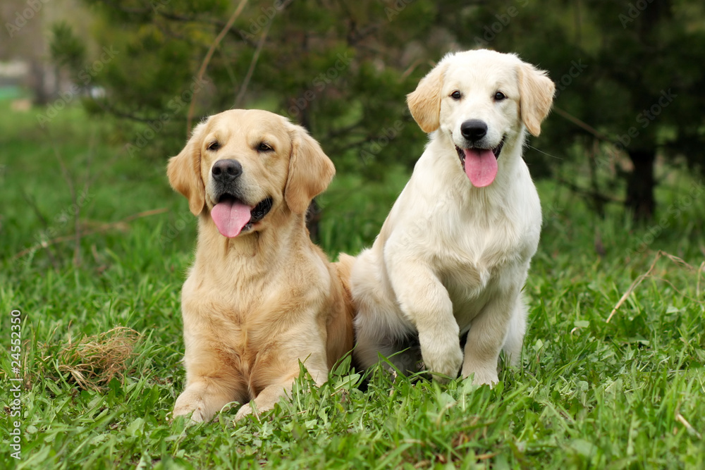 Wall mural golden retrievers - puppy and adult dog