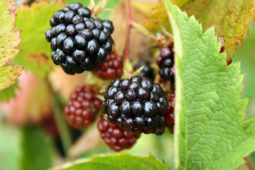 Blackberries