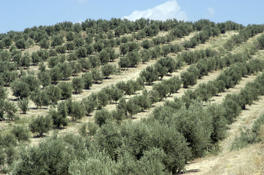 Olivar andaluz 235