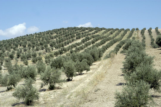 Olivar andaluz 236