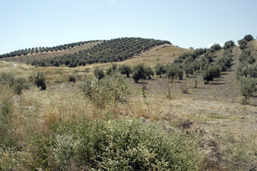 Olivar andaluz 253