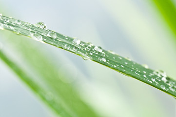 gouttes de pluie
