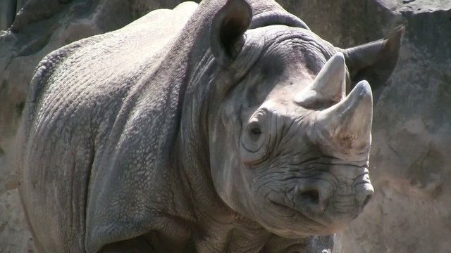 Spitzmaulnashorn