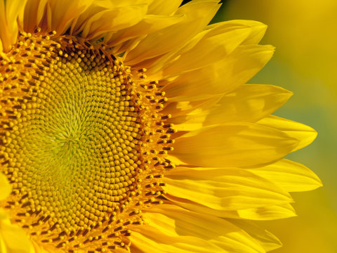 sunflower, flower