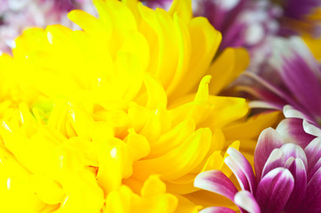 pink chrysanthemum macro