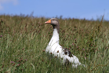 Pommerngans