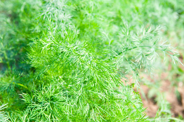 dill growing